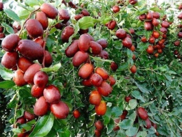 12 loại trái cây sạch nhất Việt Nam, ít tồn dư thuốc trừ sâu, bán đầy chợ Việt với giá rẻ, từ 15.000 đ/kg