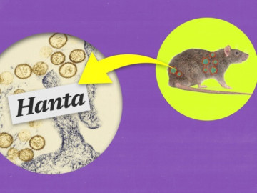 Cảnh giác nguy cơ nhiễm virus Hanta từ thực phẩm bị chuột xâm nhập