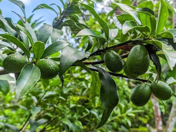 Loại quả nào sạch nhất Việt Nam, ít tồn dư hóa chất và có giá rẻ bèo, tốt cho sức khỏe tim mạch