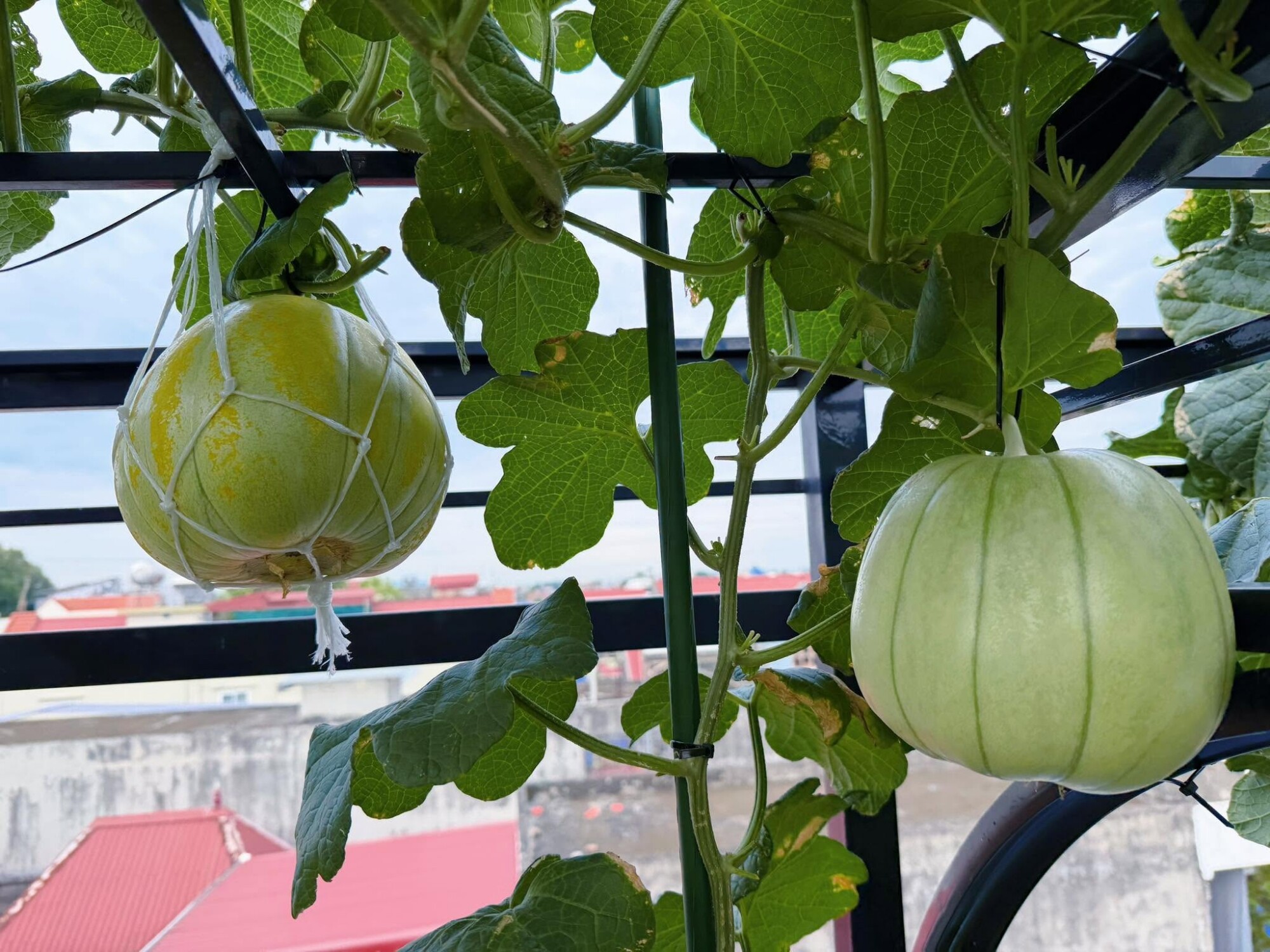 Mẹ đảm Hải Phòng ban ngày làm giám đốc ngân hàng, tối lên sân thượng làm nông dân, trồng khu vườn đẹp mê - 5