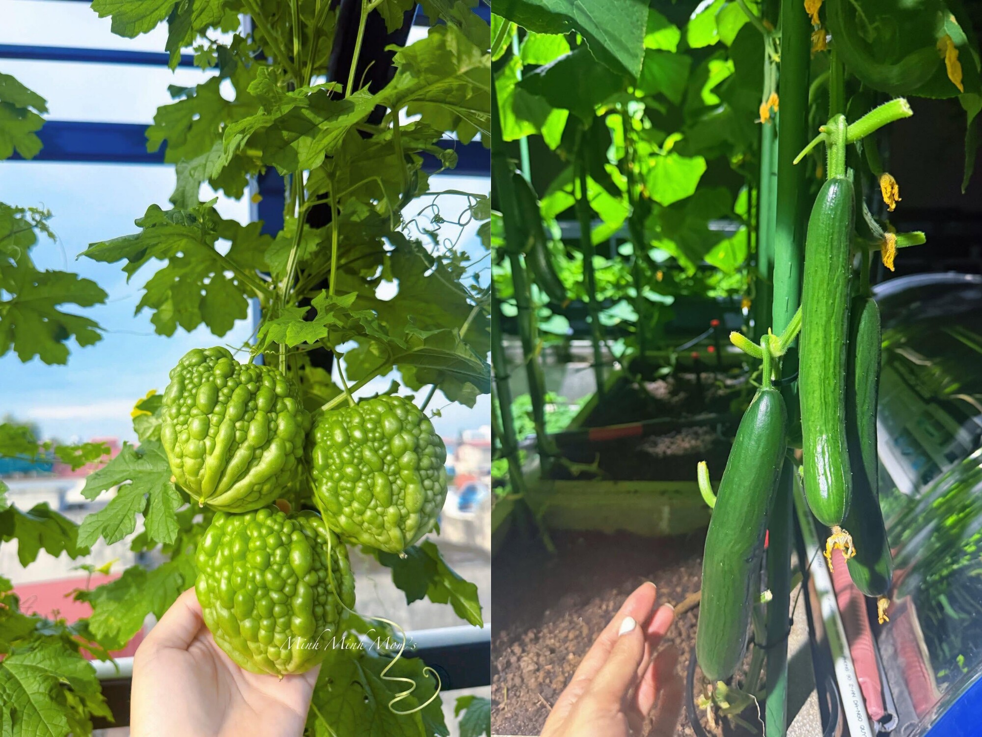 Mẹ đảm Hải Phòng ban ngày làm giám đốc ngân hàng, tối lên sân thượng làm nông dân, trồng khu vườn đẹp mê - 9