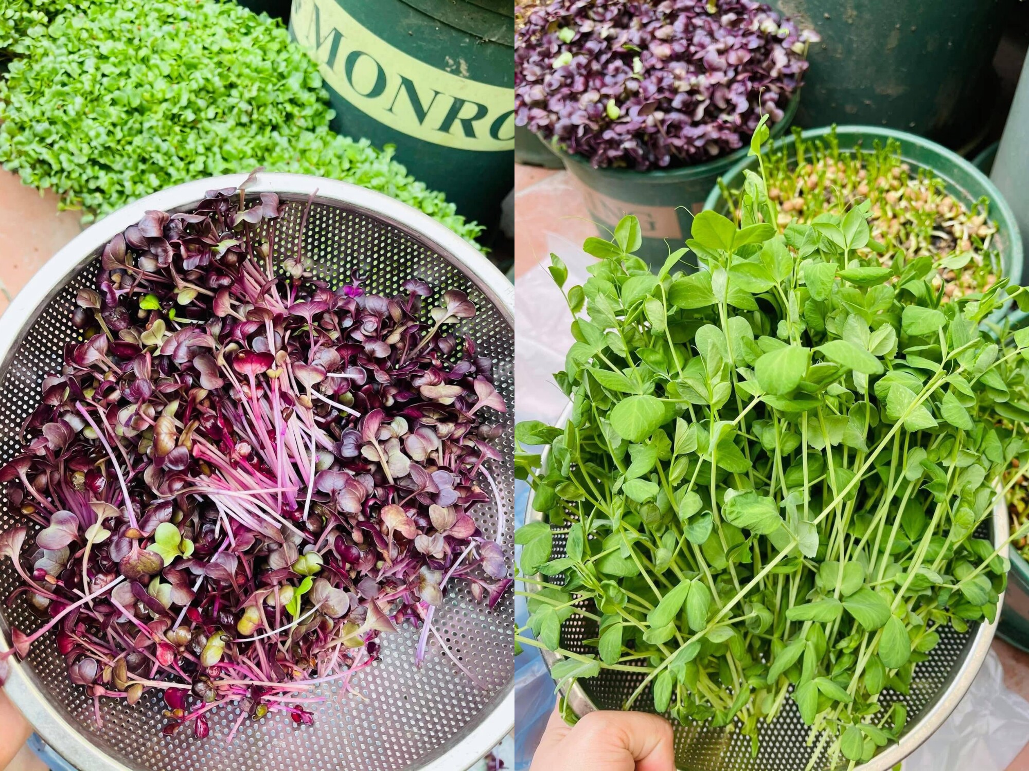 Mẹ đảm Hải Phòng ban ngày làm giám đốc ngân hàng, tối lên sân thượng làm nông dân, trồng khu vườn đẹp mê - 12