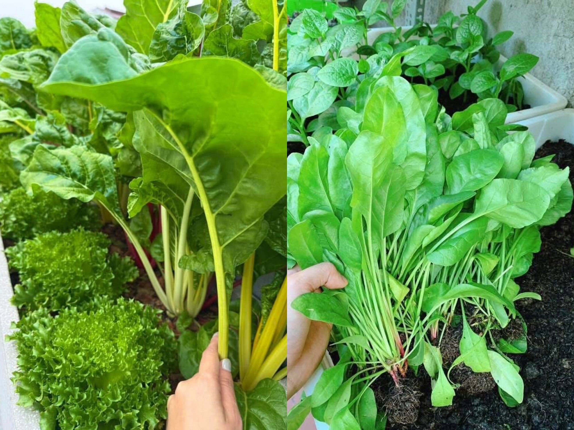 Mẹ đảm Hải Phòng ban ngày làm giám đốc ngân hàng, tối lên sân thượng làm nông dân, trồng khu vườn đẹp mê - 13
