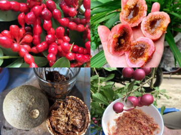 Đố vui 10 loại trái cây đặc sản Việt Nam hiếm người biết, tên "lạ hoắc", có loại 400 nghìn đồng/kg