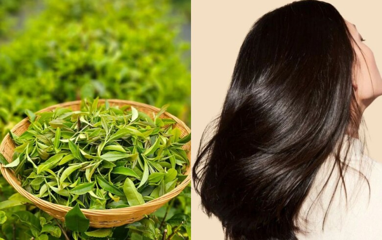 Trà xanh được xem là bí quyết giúp da đầu sạch thoáng, tóc nhẹ khỏe tự nhiên.