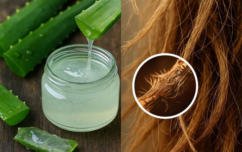 Nha đam được xem là cứu cánh cho mái tóc xơ rối nhờ khả năng cấp ẩm. 