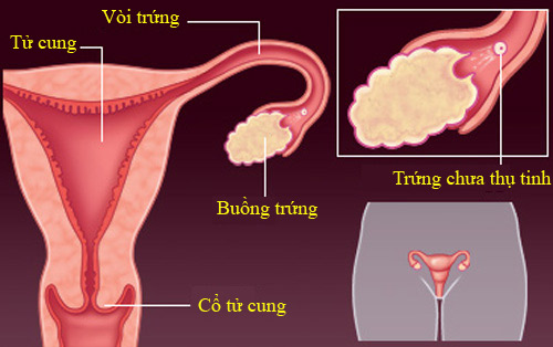 Khái quát về quá trình thụ thai