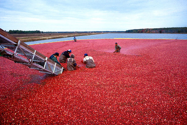 Những đầm lầy đỏ ruộm được coi là đặc sản của nhiều vùng tại Bắc bán cầu như Massachusetts, New Jersey, Oregon, Washington, Wisconsin, Canada, và Chile. 

