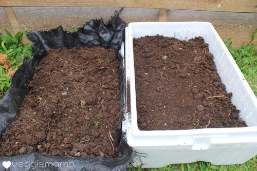 Mách nhỏ cách trồng cải xoăn kale trong thùng xốp