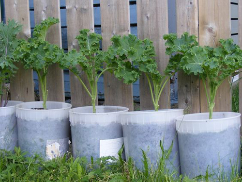 Mách nhỏ cách trồng cải xoăn kale trong thùng xốp