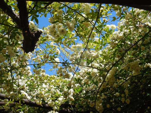 Cây hoa hồng nhận kỉ lục Guinness thế giới vì... to lớn như cây cổ thụ - 5