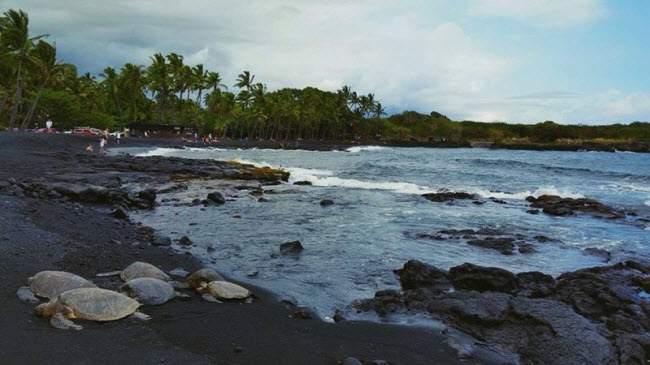 Bãi biển Panalu’u Beach trên đảo Big thuộc Hawaii.
