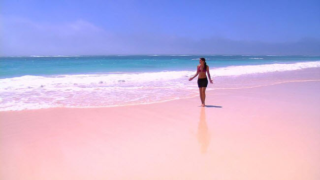 Cát màu hồng của bãi biển Pink Sands được tạo bởi vỏ sò đỏ và san hô.
