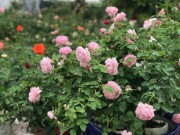 Nhà đẹp - Vườn hồng ngoại tiền tỷ của cô gái dành hết tiền lương mỗi tháng đi mua hoa