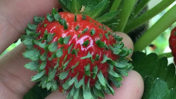 Những bức ảnh đơn giản mà khiến triệu người bị ám ảnh, ngủ cũng thấy kinh hoàng - 3