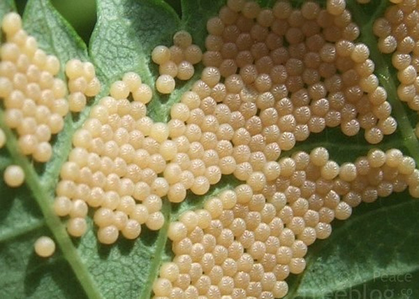 Những bức ảnh đơn giản mà khiến triệu người bị ám ảnh, ngủ cũng thấy kinh hoàng - 2