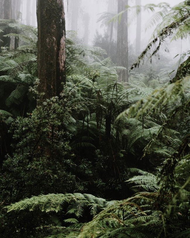 8. Rừng Sherbrooke: Nếu muốn chụp khung cảnh ma mị như trong truyện cổ tích, bạn nên dậy vào sáng sớm và đắm mình trong sương mù bao phủ khu rừng mưa này.
