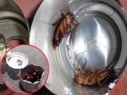 Nhà đẹp - Không ngờ chỉ cần lon bia uống dở của chồng, chị em cũng diệt được cả đàn gián trong nhà