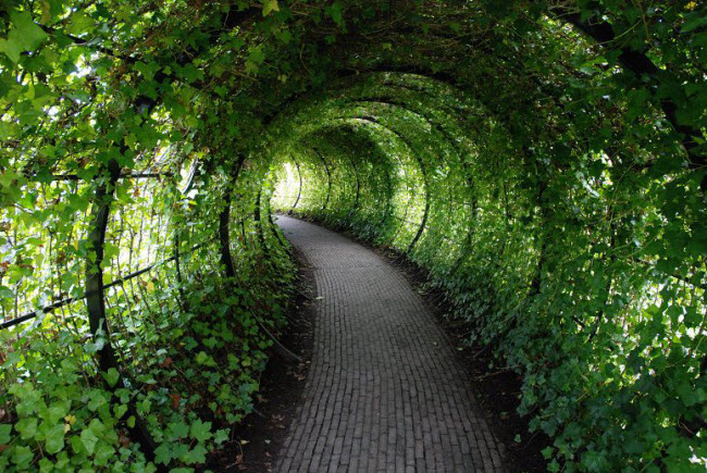 Du khách tham quan khu vườn độc sẽ phải đi qua đường hầm cây dây leo trong lâu đài cổ Alnwick. Năm 1995, nữ công tước của vùng Northumberland bắt đầu nảy ra ý tưởng xây dựng khu vườn.
