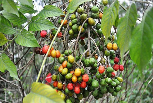 Dân tình nô nức ôn lại những món ăn vặt “thần thánh”, ai từng ăn chứng tỏ đã rất già - 13
