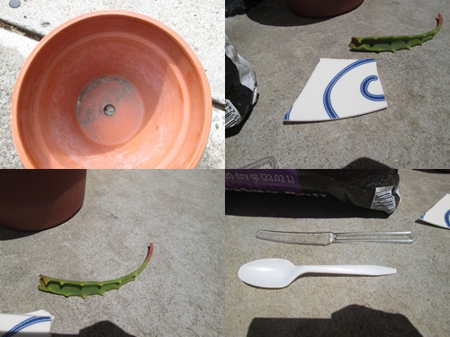 Mách chị em cách trồng lô hội từ lá cực nhanh, có ngay chậu cây amp;#34;trăm công dụngamp;#34; trong nhà - 2