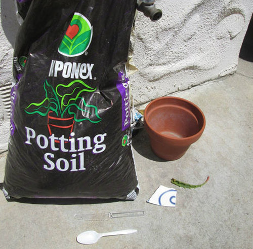 Mách chị em cách trồng lô hội từ lá cực nhanh, có ngay chậu cây amp;#34;trăm công dụngamp;#34; trong nhà - 3