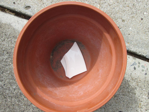 Mách chị em cách trồng lô hội từ lá cực nhanh, có ngay chậu cây amp;#34;trăm công dụngamp;#34; trong nhà - 4