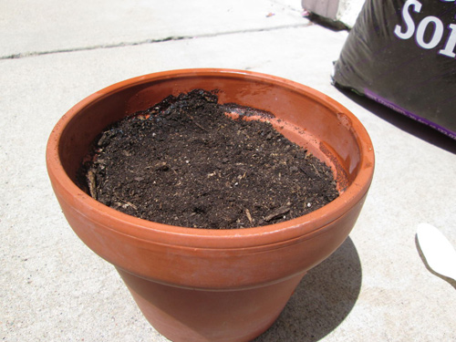 Mách chị em cách trồng lô hội từ lá cực nhanh, có ngay chậu cây amp;#34;trăm công dụngamp;#34; trong nhà - 5