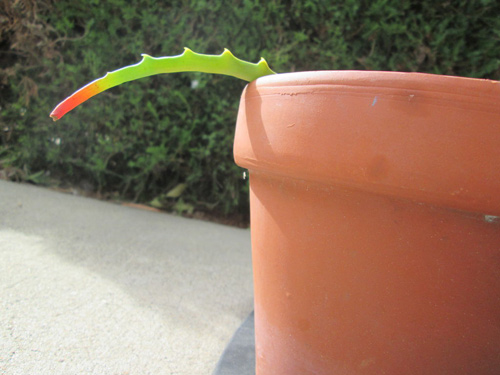 Mách chị em cách trồng lô hội từ lá cực nhanh, có ngay chậu cây amp;#34;trăm công dụngamp;#34; trong nhà - 7