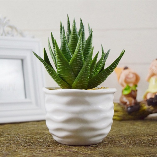 Mách chị em cách trồng lô hội từ lá cực nhanh, có ngay chậu cây amp;#34;trăm công dụngamp;#34; trong nhà - 1