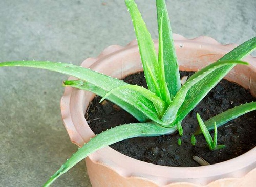 Mách chị em cách trồng lô hội từ lá cực nhanh, có ngay chậu cây amp;#34;trăm công dụngamp;#34; trong nhà - 9