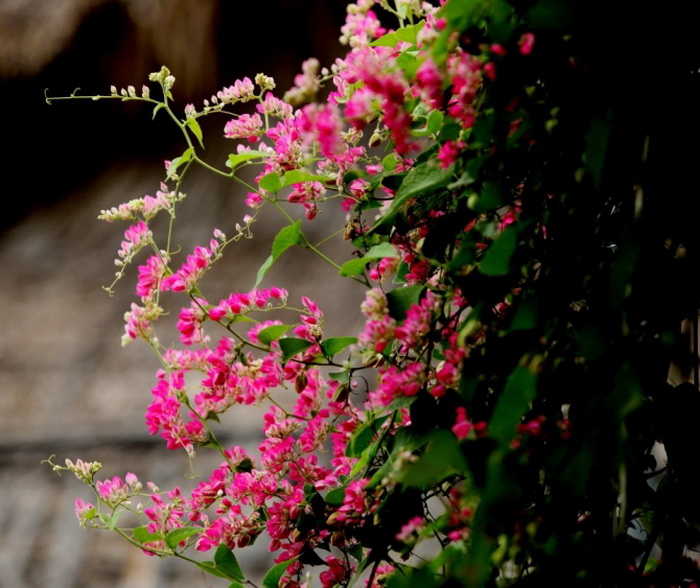 12 loai hoa trong ban cong nay se khien nha ban "noi nhat pho" - 14