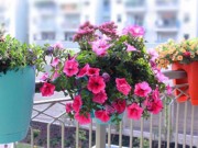 Nhà đẹp - 12 loài hoa trồng ban công này sẽ khiến nhà bạn "nổi nhất phố"