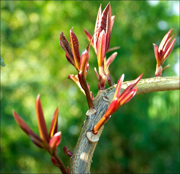 Thấy những điềm lành này, chắc chắn gia đình bạn sắp nhận tài lộc, đón chuyện vui - 4