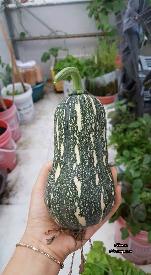 Vườn rau quả xanh mướt trên sân thượng của mẹ Việt từng trồng cây nào ...