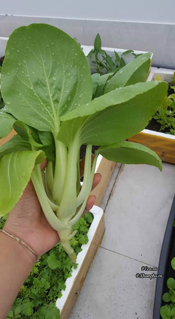 Vườn rau quả xanh mướt trên sân thượng của mẹ Việt từng trồng cây nào ...