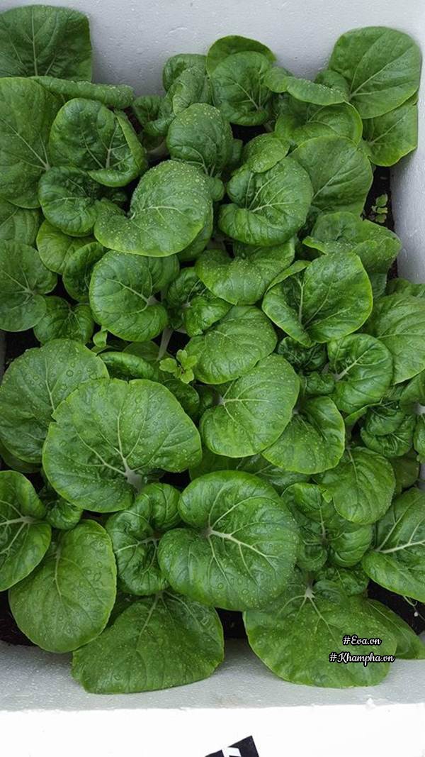 Vườn rau quả xanh mướt trên sân thượng của mẹ Việt từng trồng cây nào ...