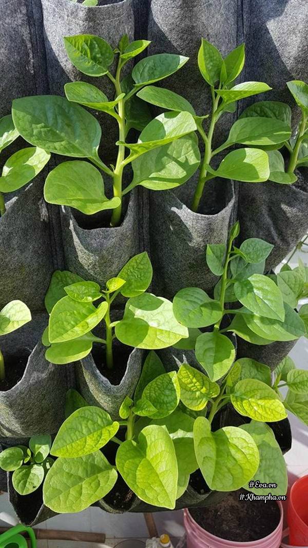 Vườn rau quả xanh mướt trên sân thượng của mẹ Việt từng trồng cây nào ...