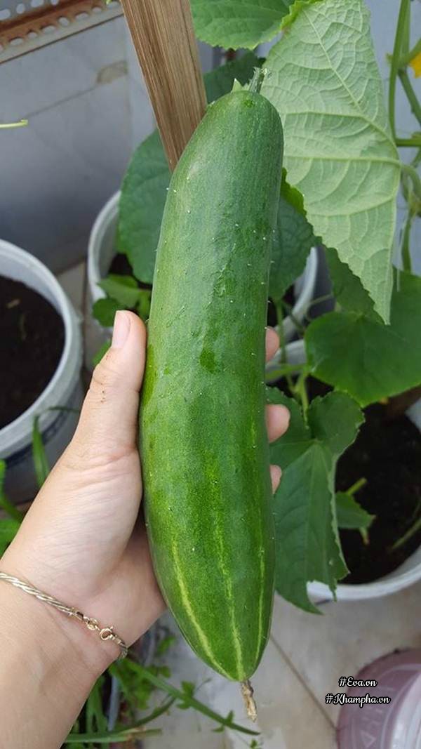 Vườn rau quả xanh mướt trên sân thượng của mẹ Việt từng trồng cây nào ...