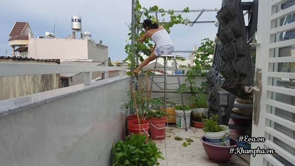 Vườn rau quả xanh mướt trên sân thượng của mẹ Việt từng trồng cây nào ...