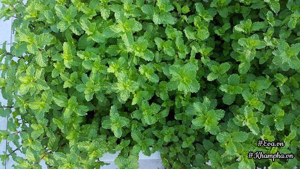 Vườn rau quả xanh mướt trên sân thượng của mẹ Việt từng trồng cây nào ...