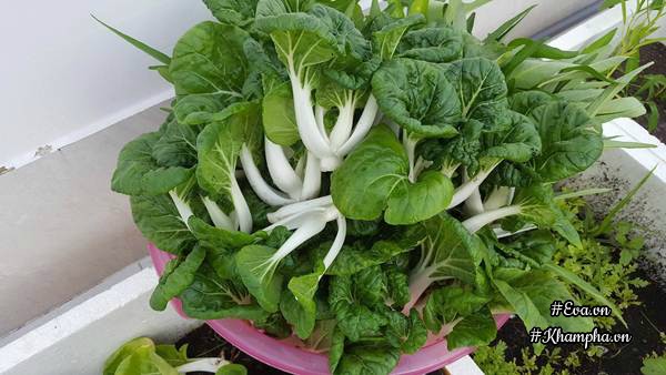 Vườn rau quả xanh mướt trên sân thượng của mẹ Việt từng trồng cây nào ...