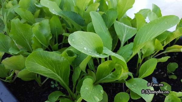 Vườn rau quả xanh mướt trên sân thượng của mẹ Việt từng trồng cây nào ...