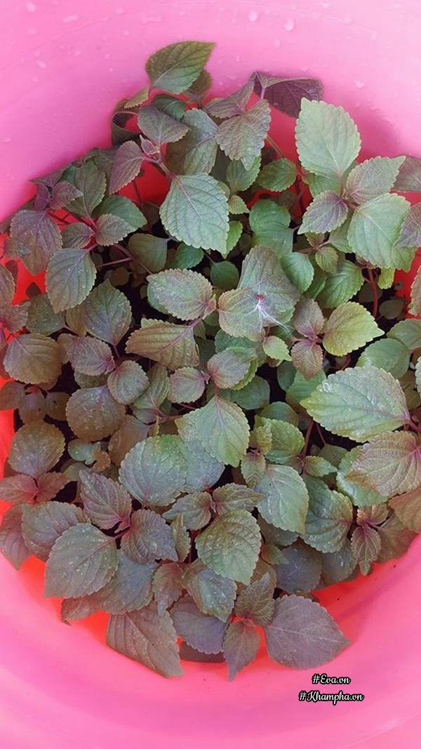 Vườn rau quả xanh mướt trên sân thượng của mẹ Việt từng trồng cây nào ...