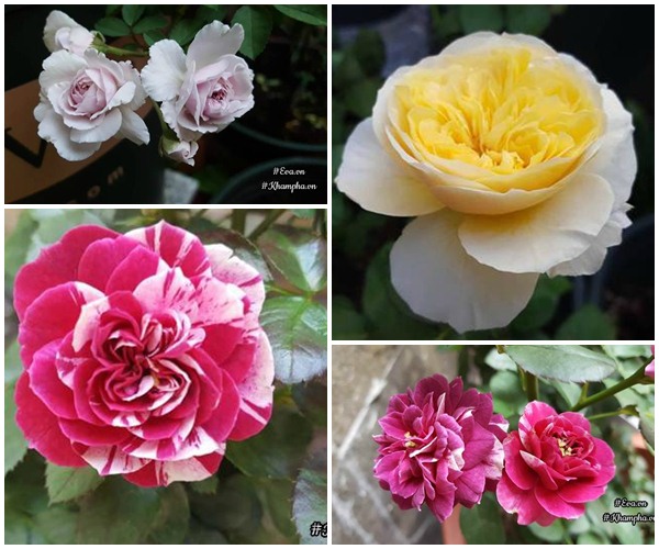 Vườn rau quả xanh mướt trên sân thượng của mẹ Việt từng trồng cây nào ...