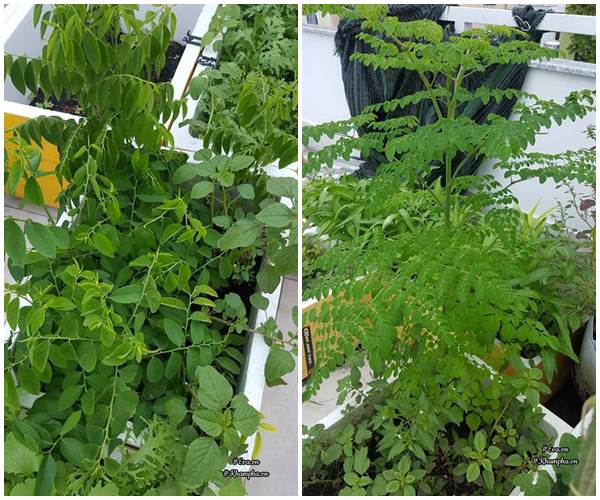 Vườn rau quả xanh mướt trên sân thượng của mẹ Việt từng trồng cây nào ...