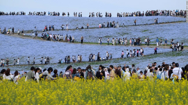 Hitachinaka, Nhật Bản: Du khách chiêm ngưỡng cánh đồng hoa mắt xanh nở rộ trong công viên ven biển Hitachi.

