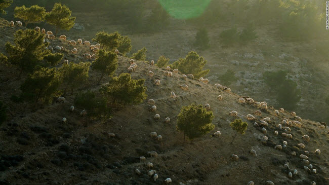Madaba, Jordan: Đàn cừu gặm cỏ dưới ánh nắng hoàng hôn trên sườn đồi ở Madaba.
