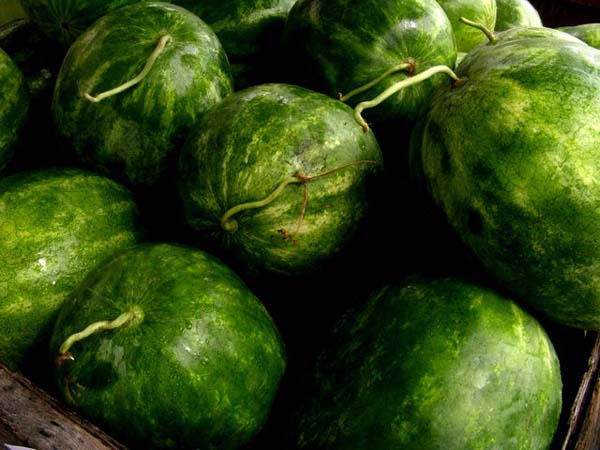 Tuyệt chiêu chọn dưa hấu giòn ngọt mọng nước - 5