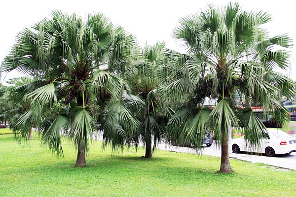 May mắn, tài lộc vào amp;#34;ầm ầmamp;#34; như lũ cuốn nhờ trồng những loại cây này trước nhà - 4